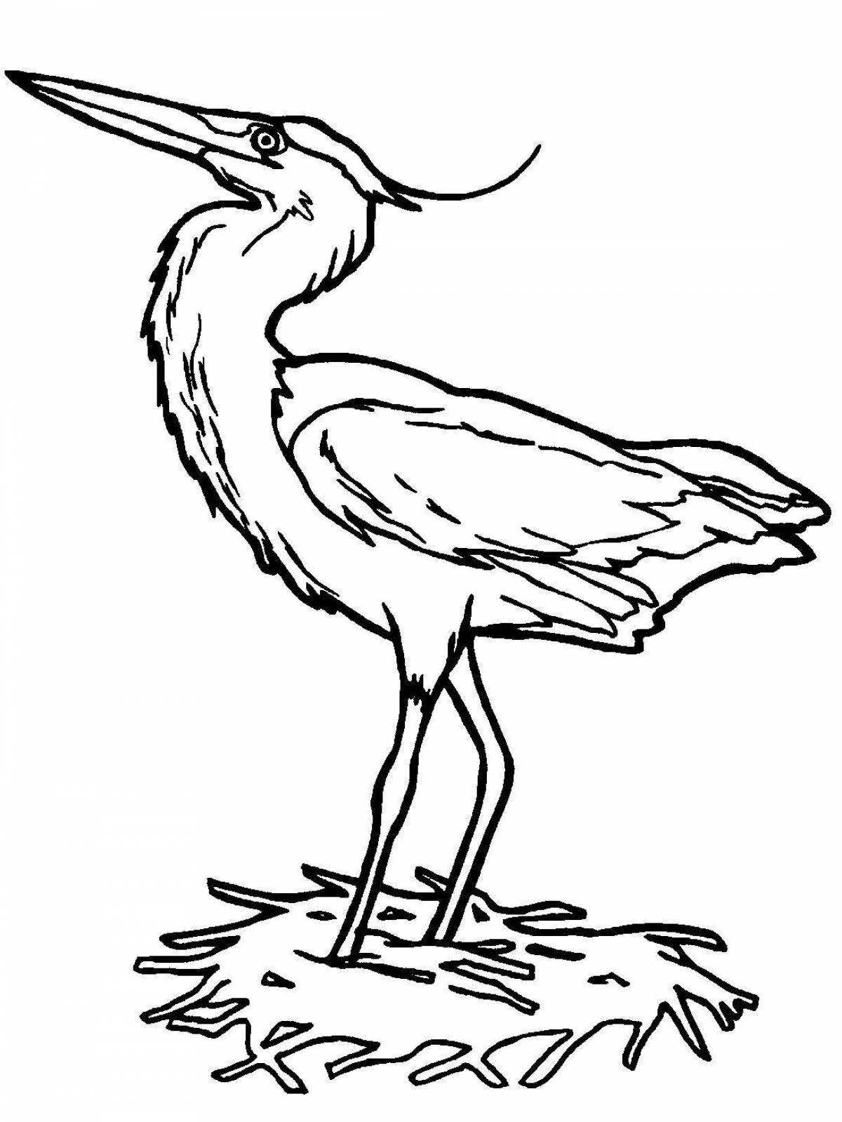 Coloring page dazzling lapwing