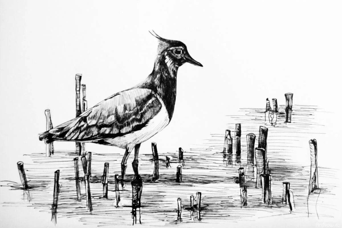 Live lapwing coloring page