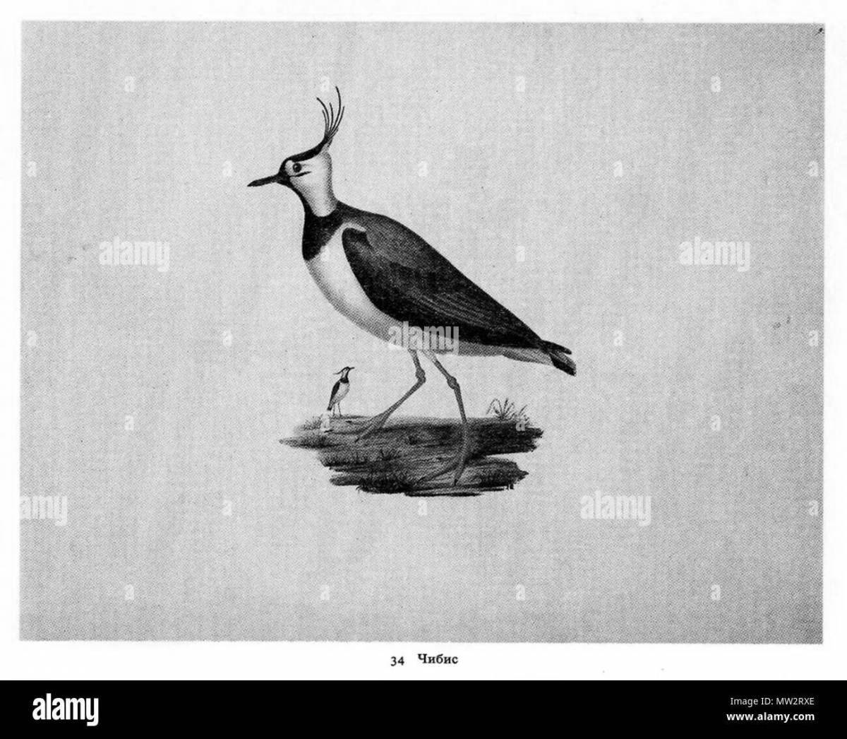 Exotic lapwing coloring page