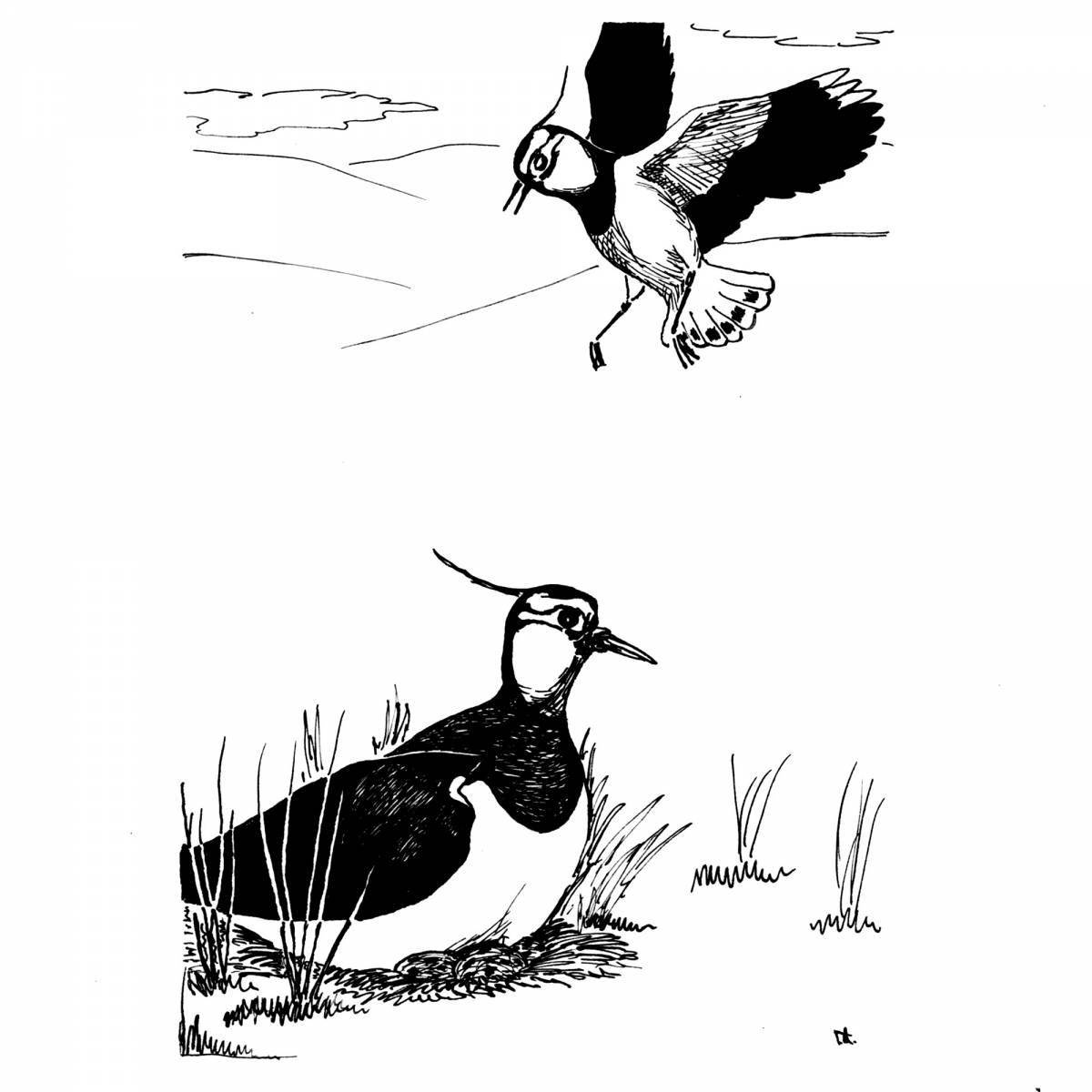 Adorable lapwing coloring page