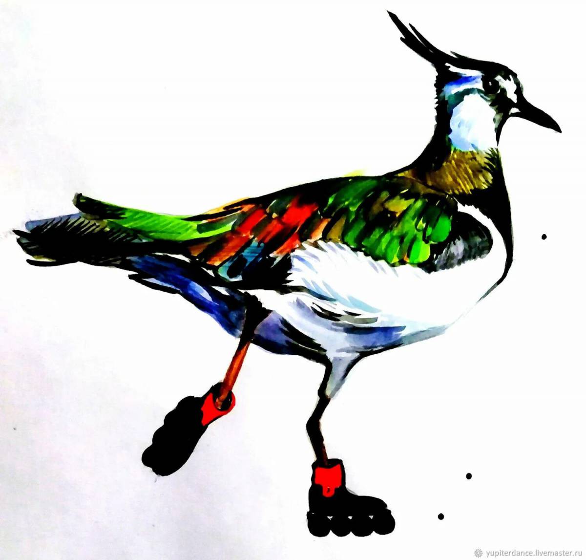 Colouring peaceful lapwing