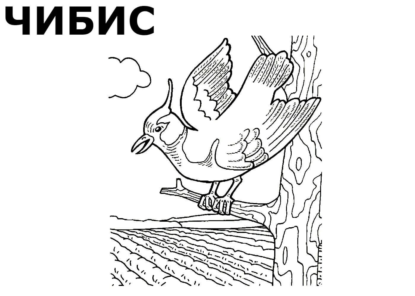 Calm lapwing coloring page
