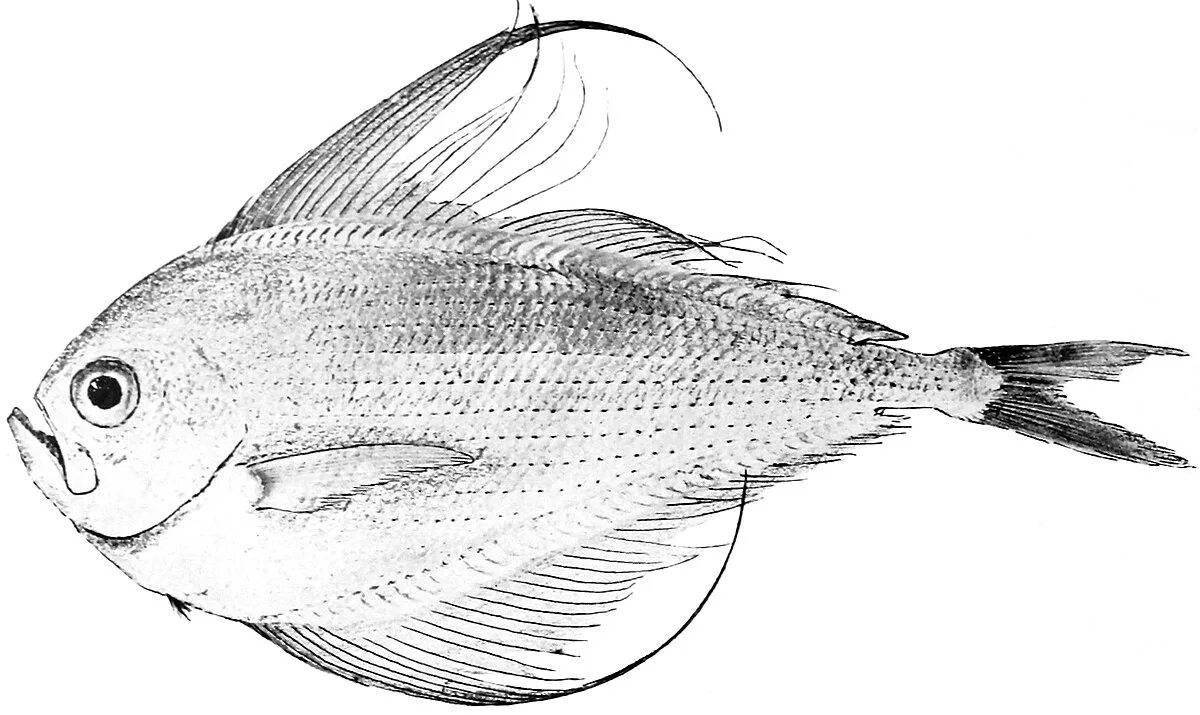 Animated bream coloring page