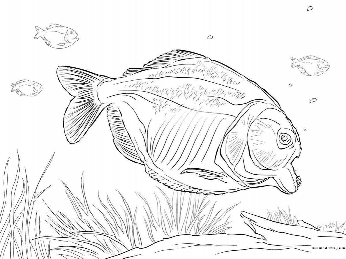 Adorable bream coloring page