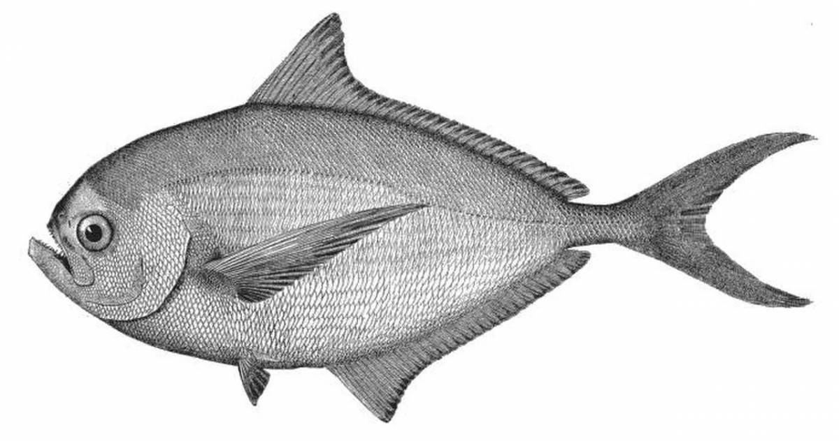Shiny-bream coloring page