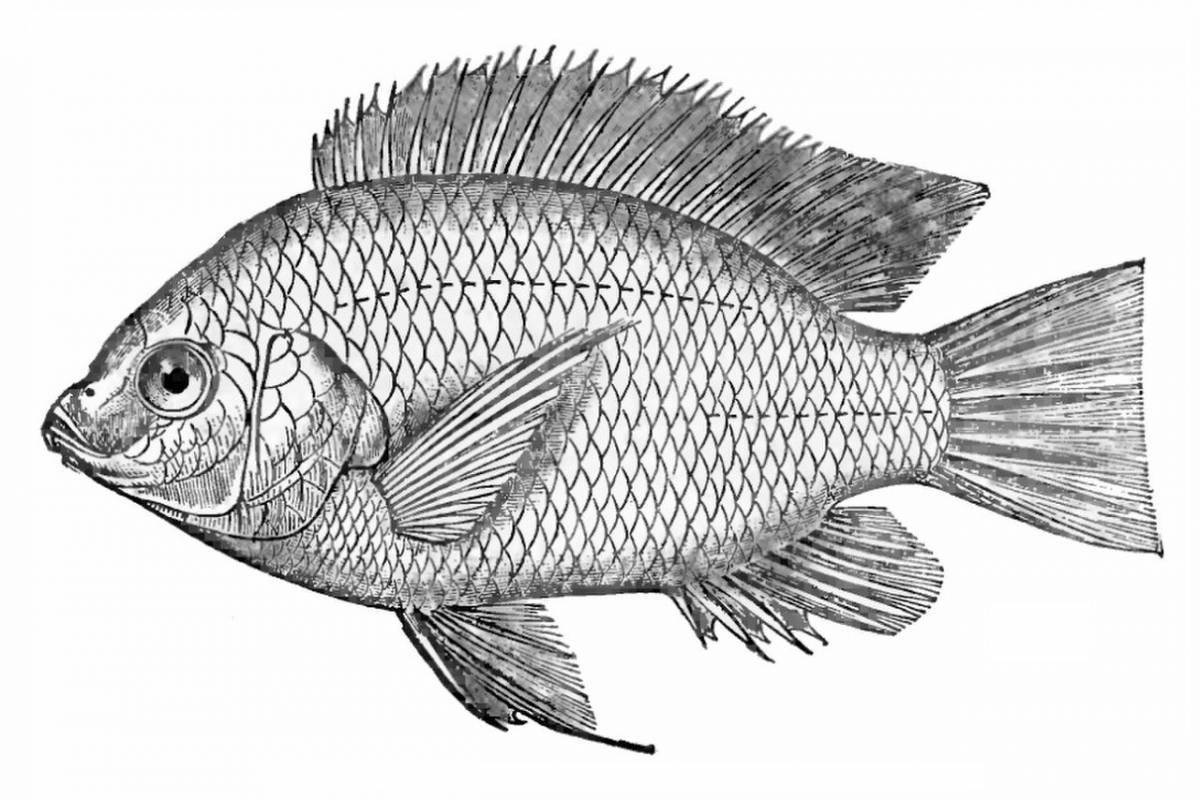 Coloring page graceful bream