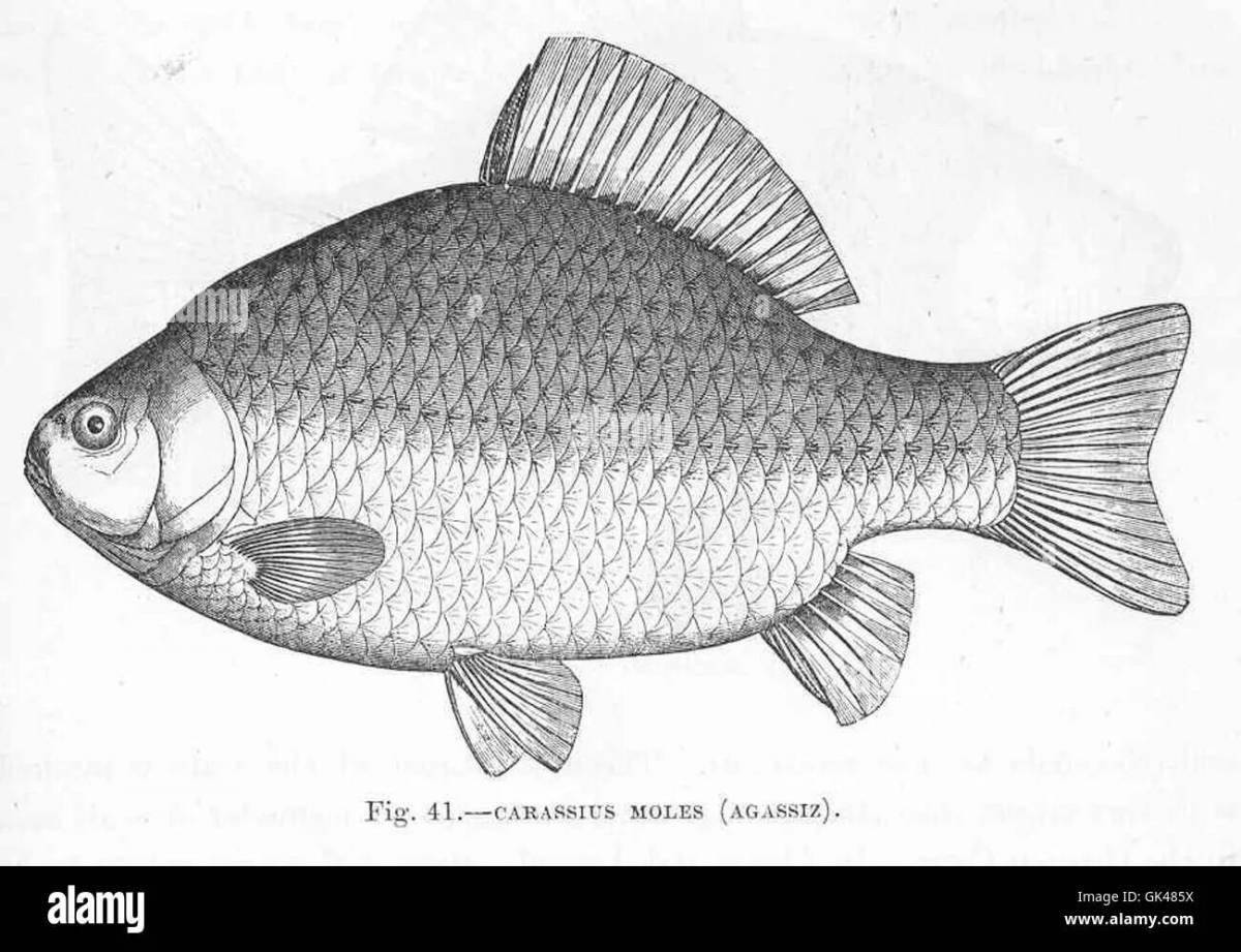 Slender bream coloring page
