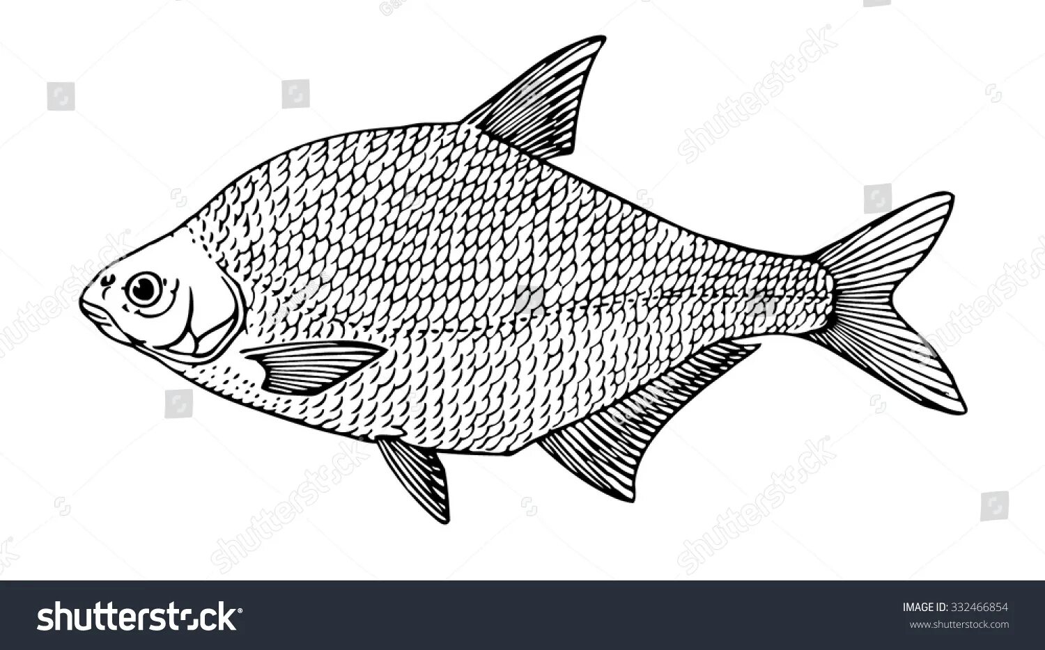 Relaxed bream coloring book