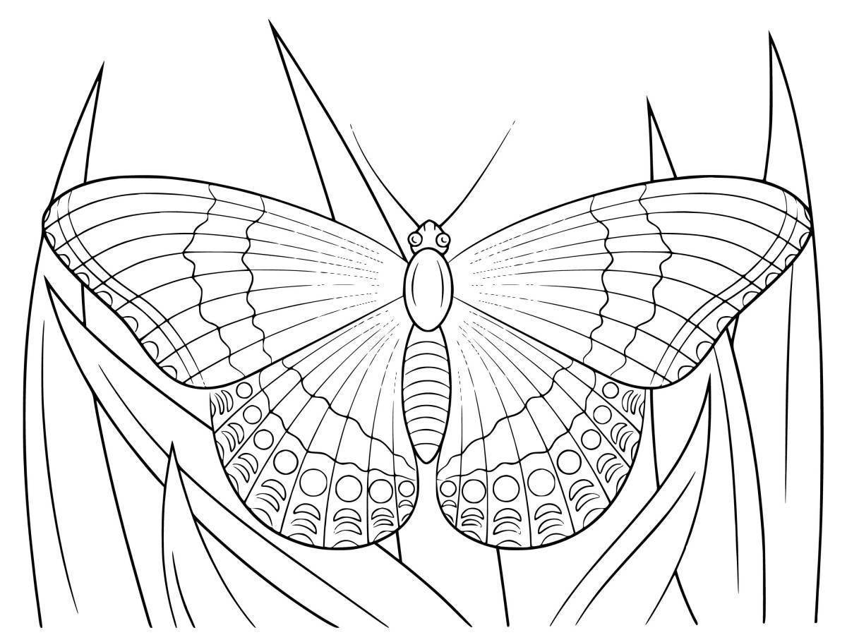 Раскраска бабочки. Разукрашка бабочка Адмирал. Бабочка Адмирал раскраска. Бабочка Махаон раскраска. Бабочка Махаон раскраска для детей.