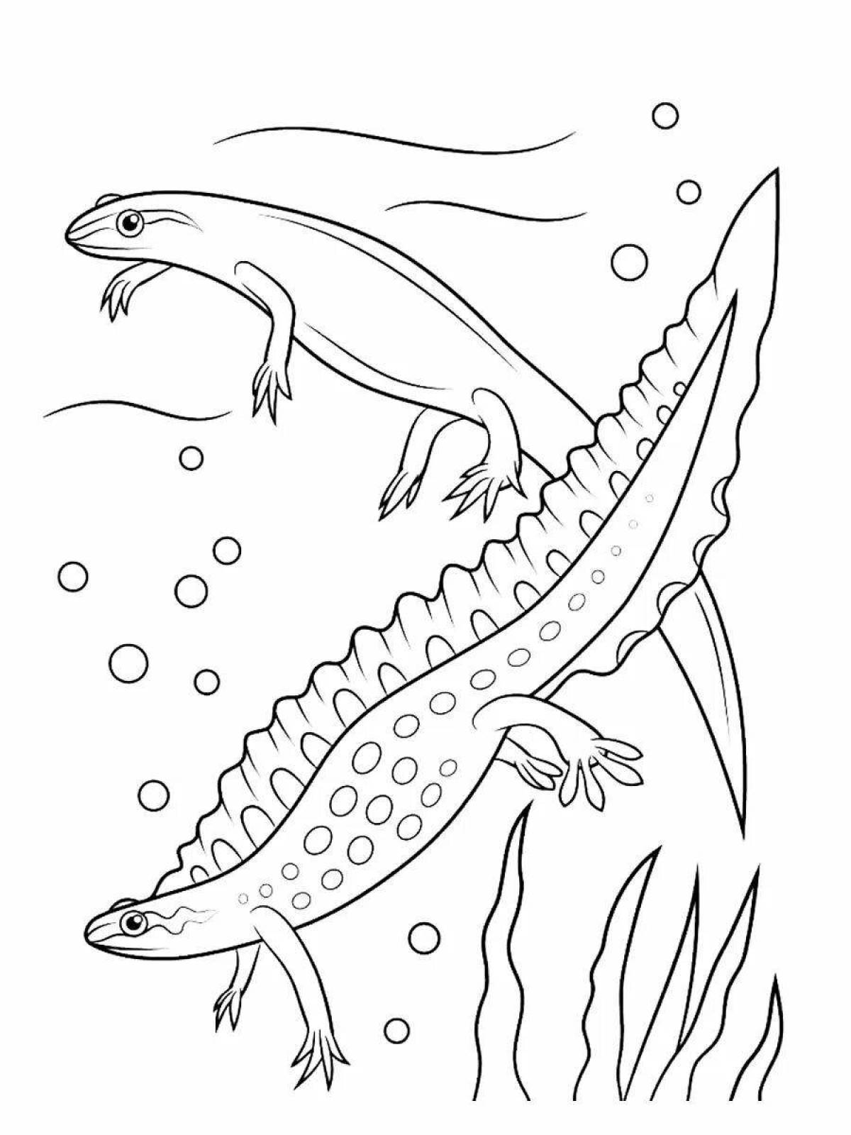 Coloring big salamander
