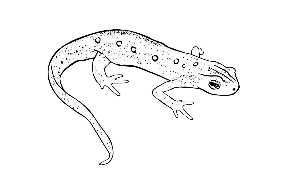 Coloring page dazzling salamander
