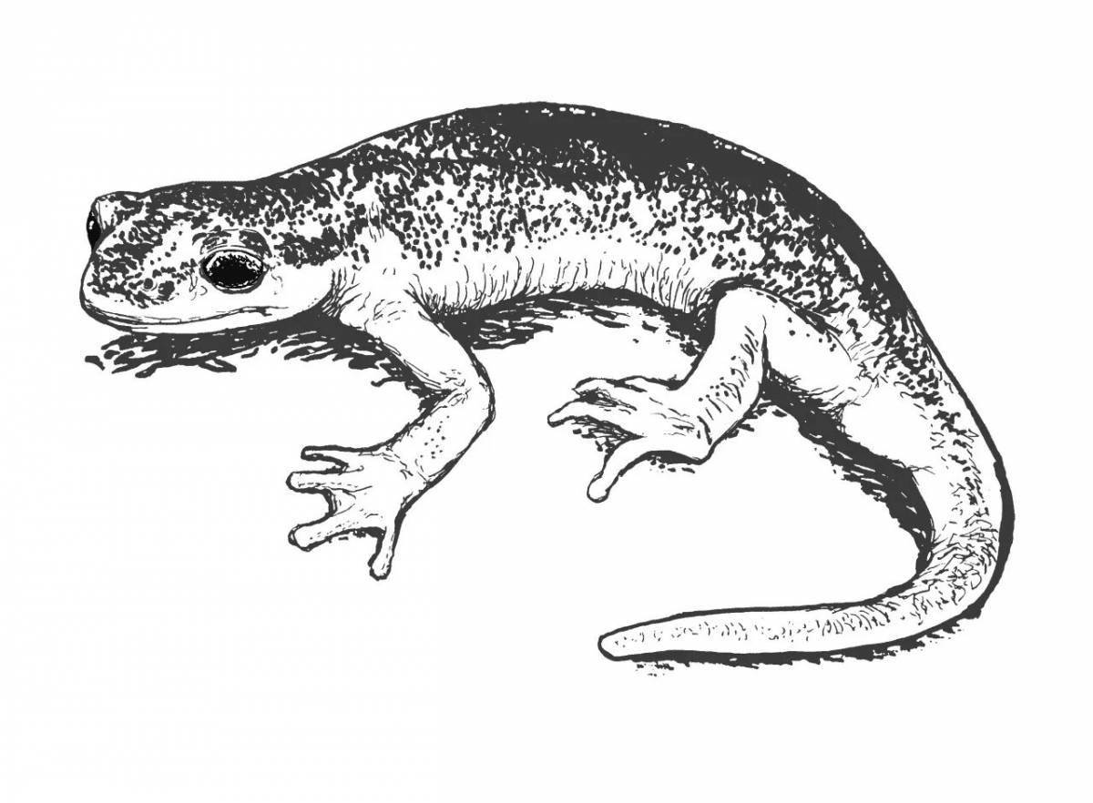 Great salamander coloring book