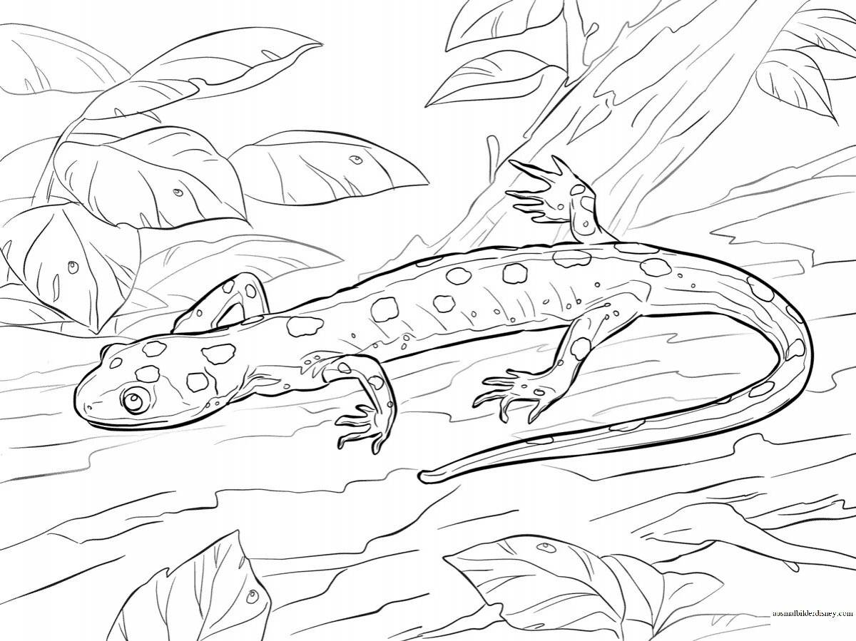Funny salamander coloring book