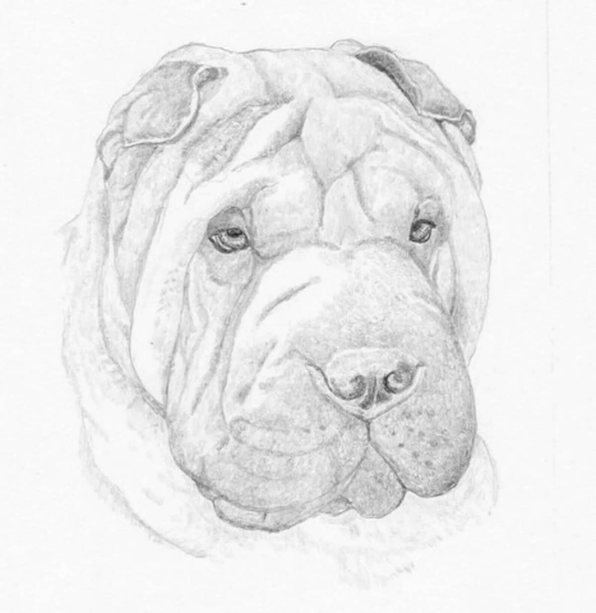 Outgoing Shar-Pei coloring page