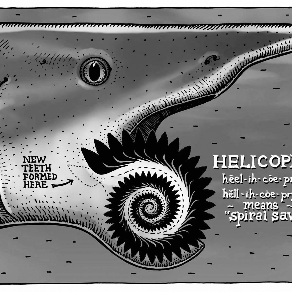 Coloring page playful helicoprion
