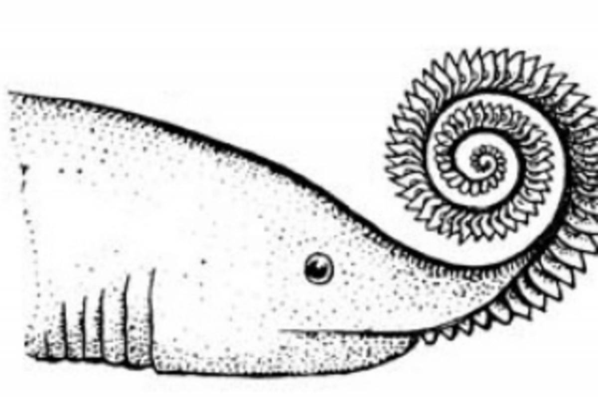Helicoprion fun coloring book