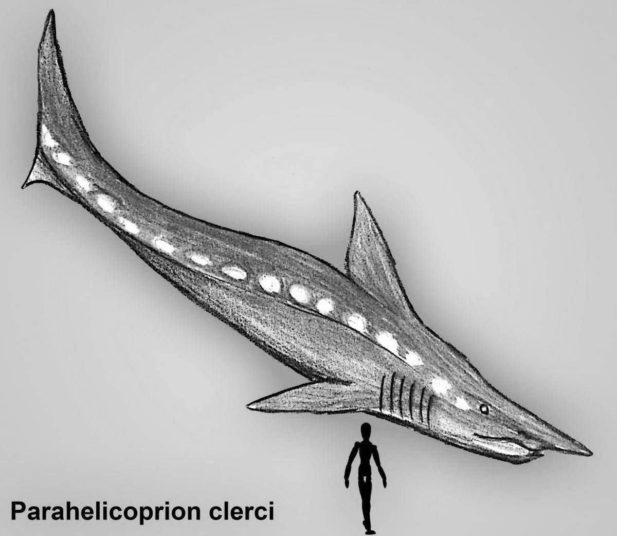 Helicoprion spectacular coloring