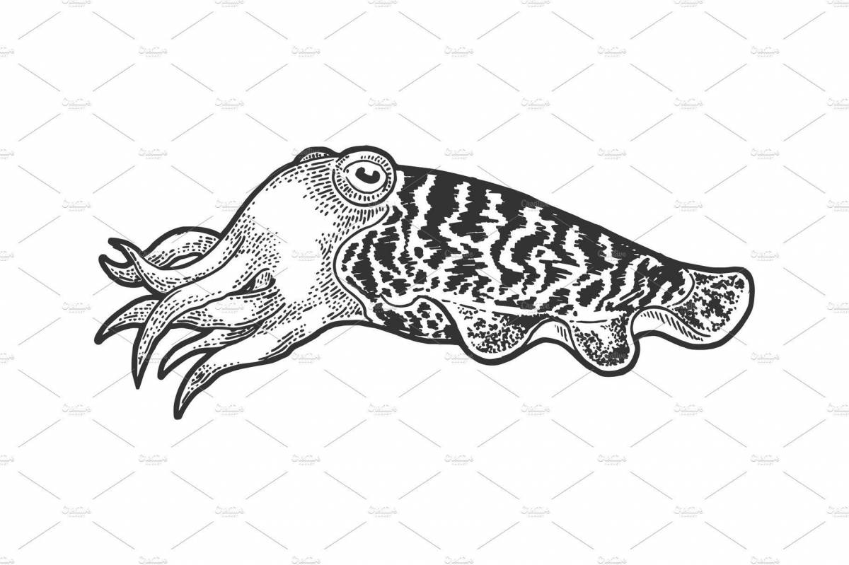 Раскраска элегантная каракатица