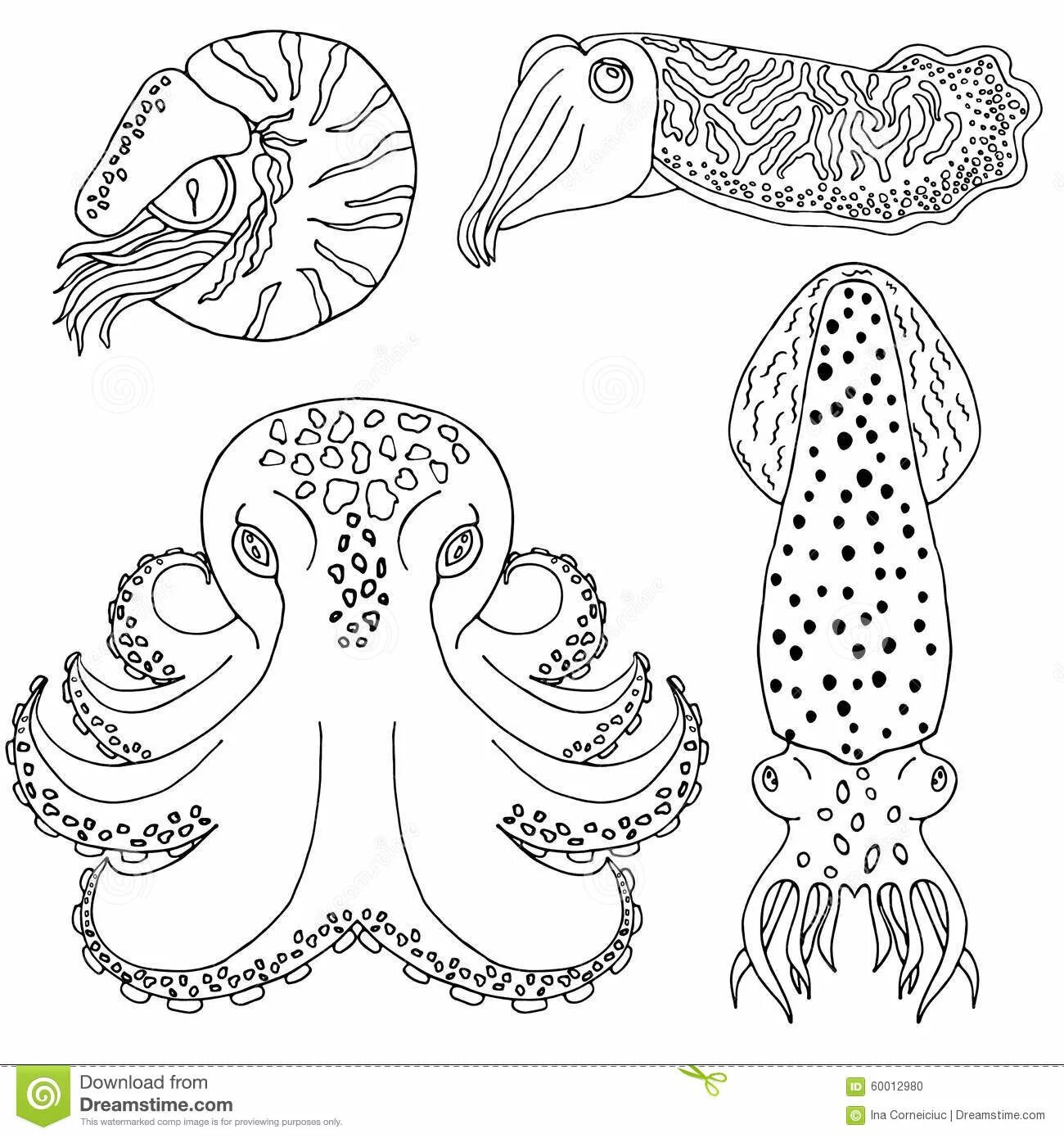 Coloring book graceful cuttlefish
