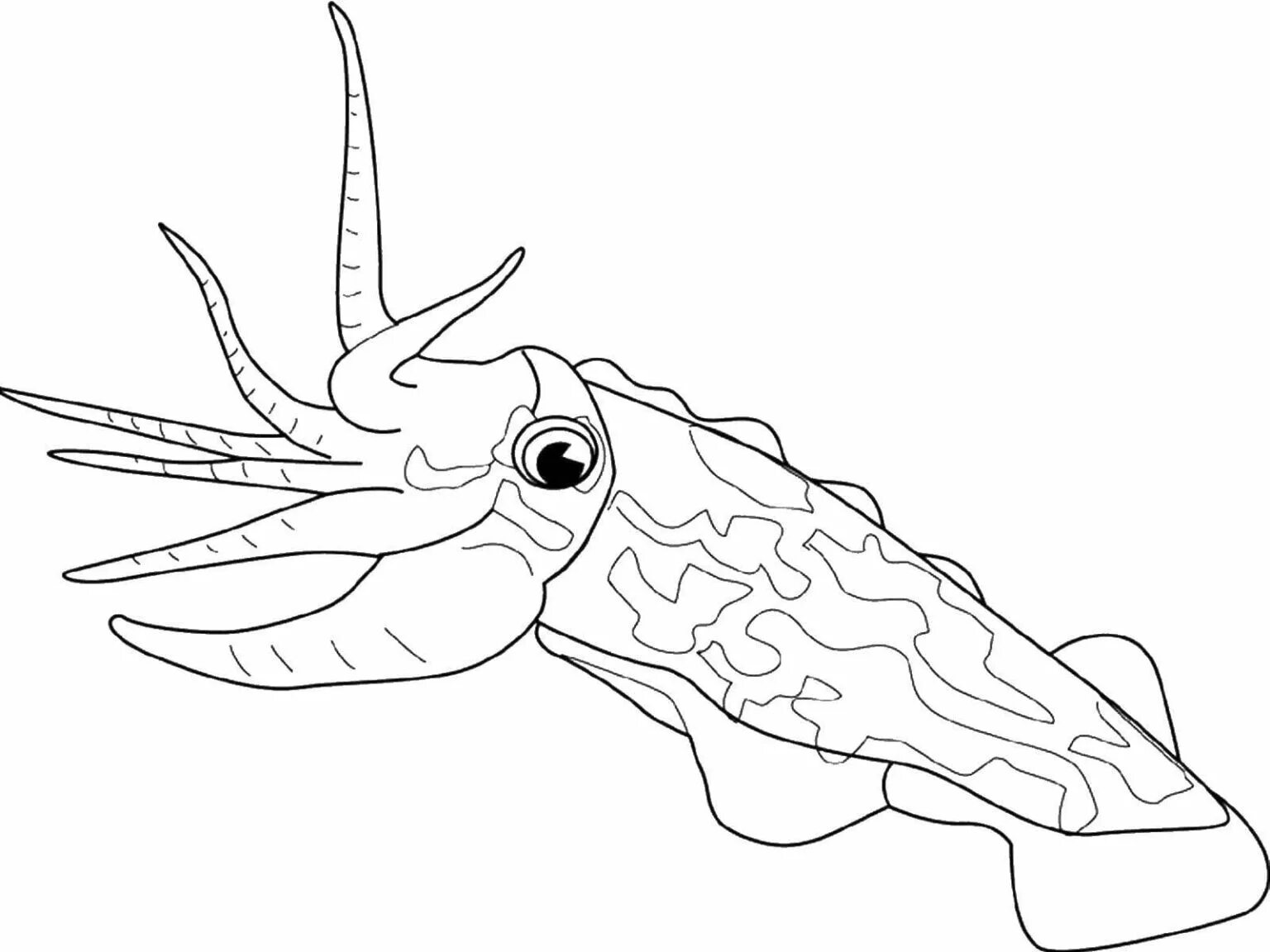 Раскраска изысканная каракатица
