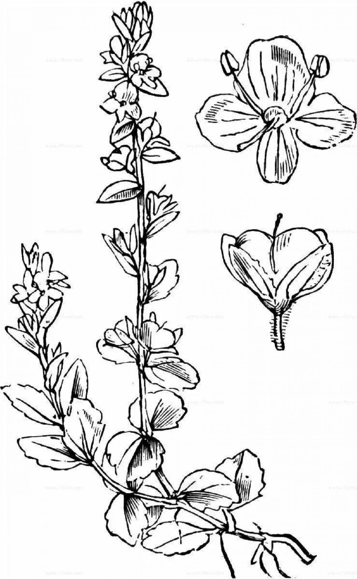 Coloring page joyful veronica