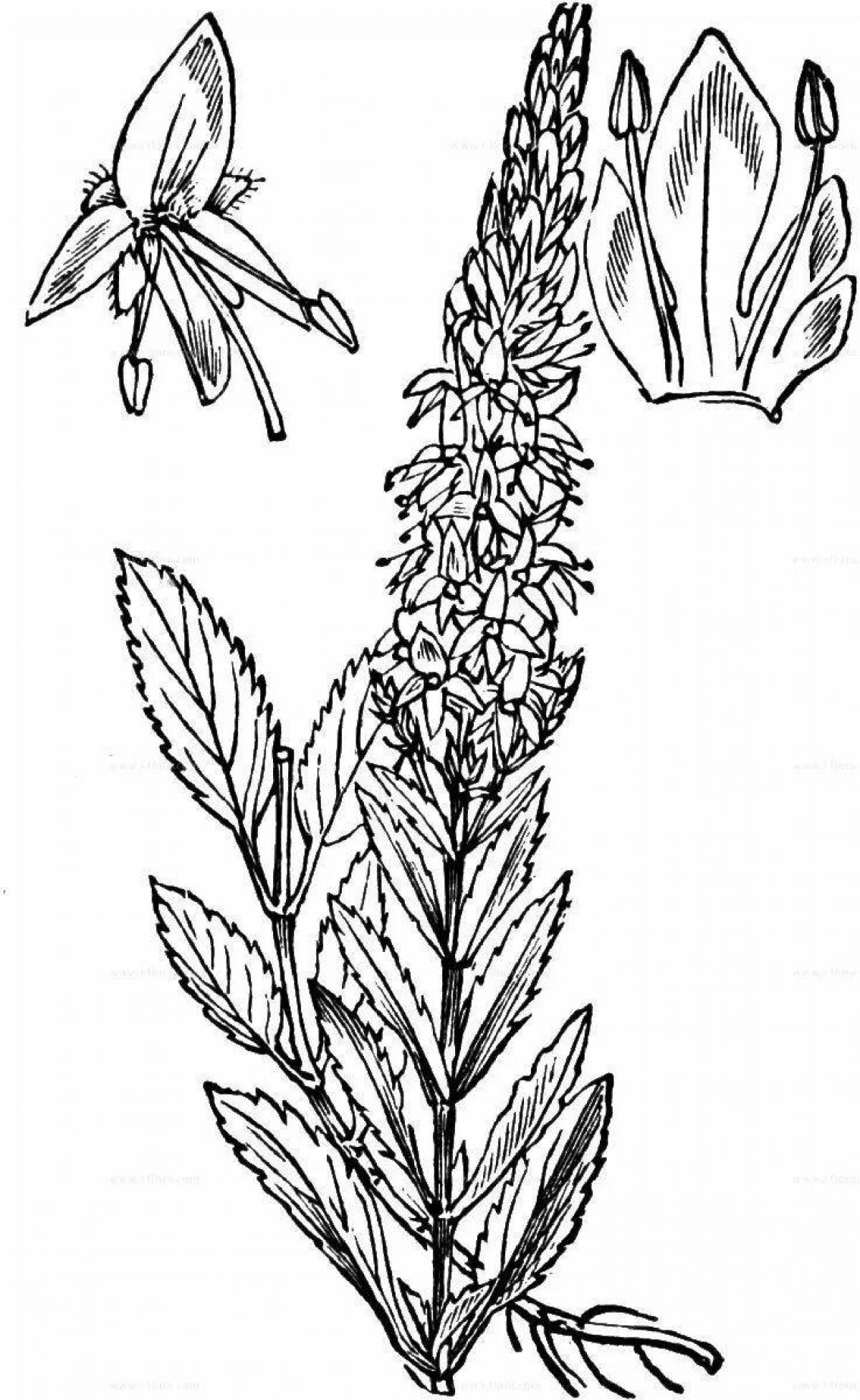 Coloring page magical veronica