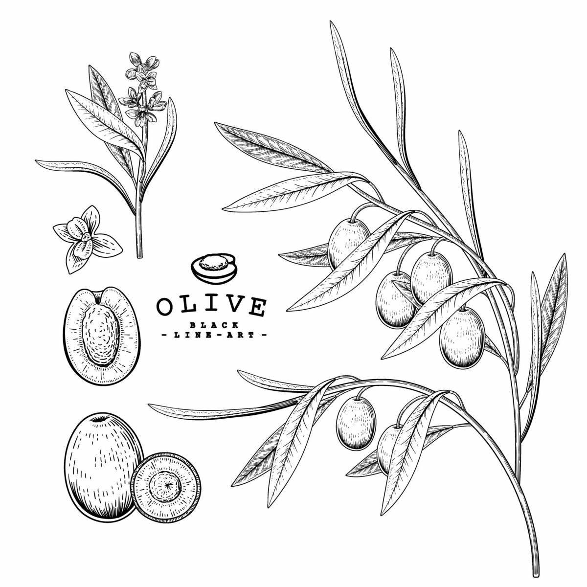 Спокойная раскраска оливки