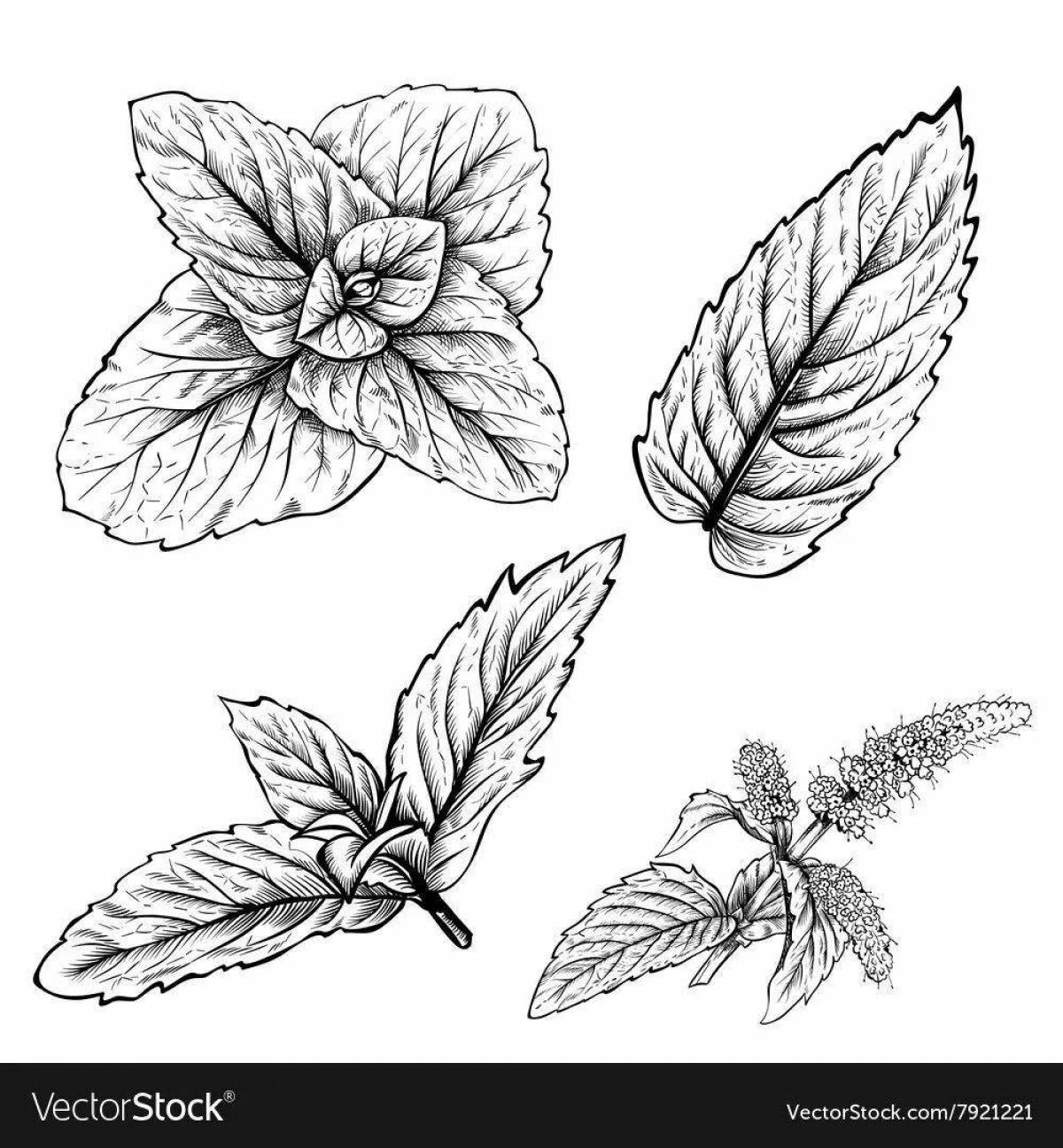 Colourful coloring mint