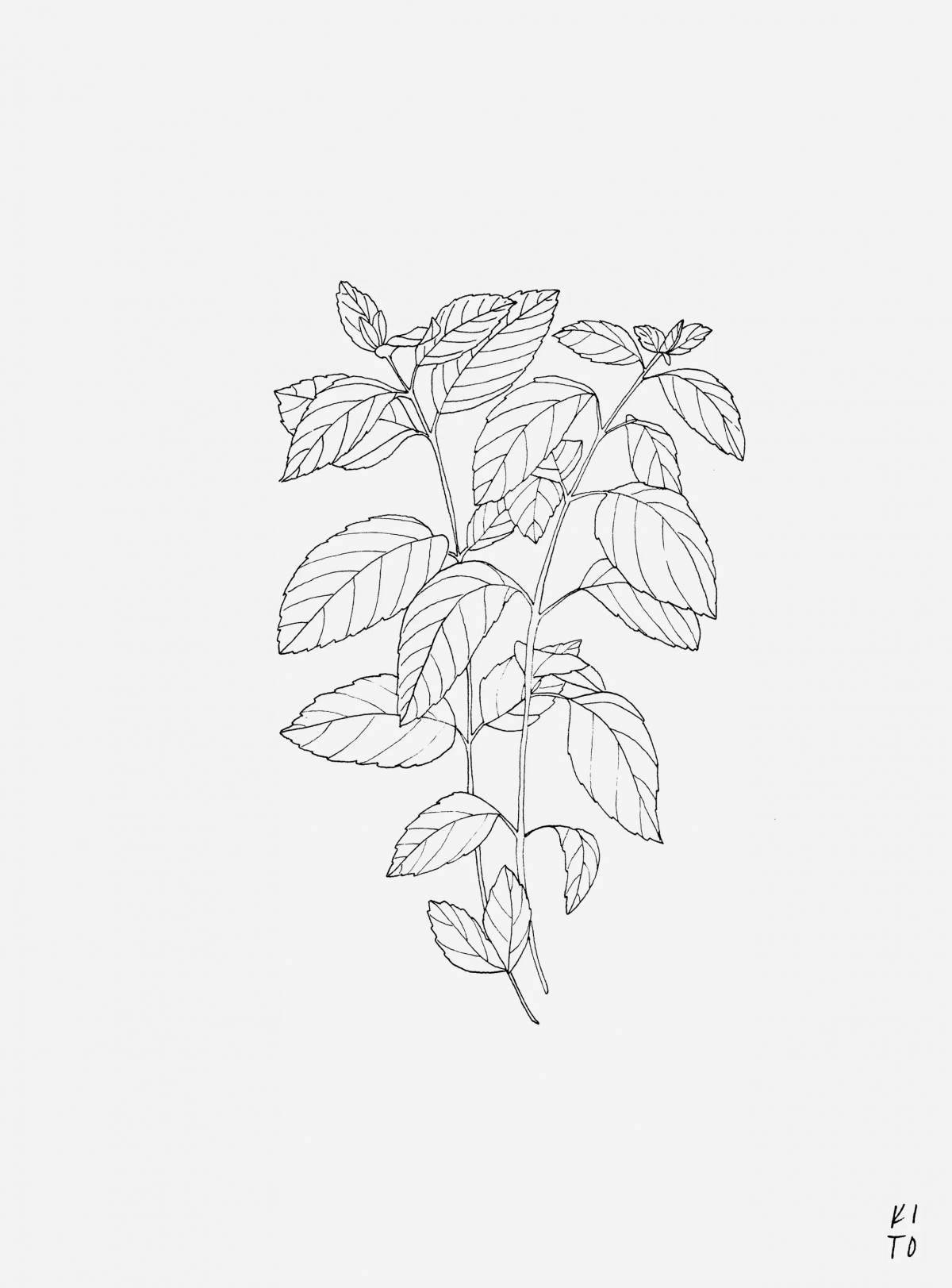 Mint bright coloring