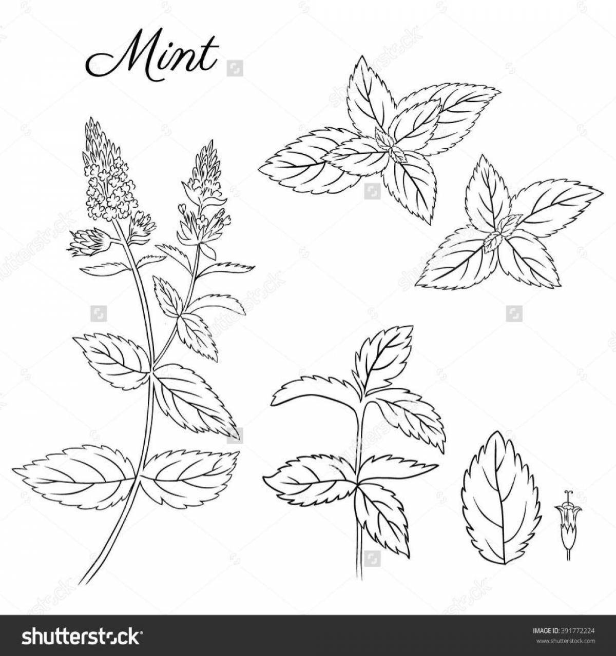 Charming coloring mint