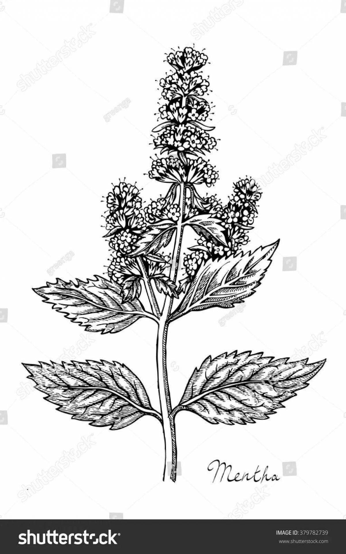 Great coloring mint