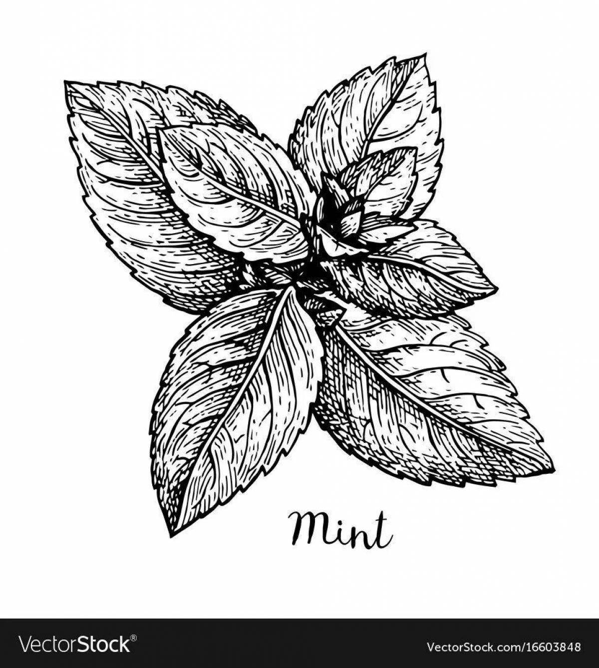 Elegant coloring mint