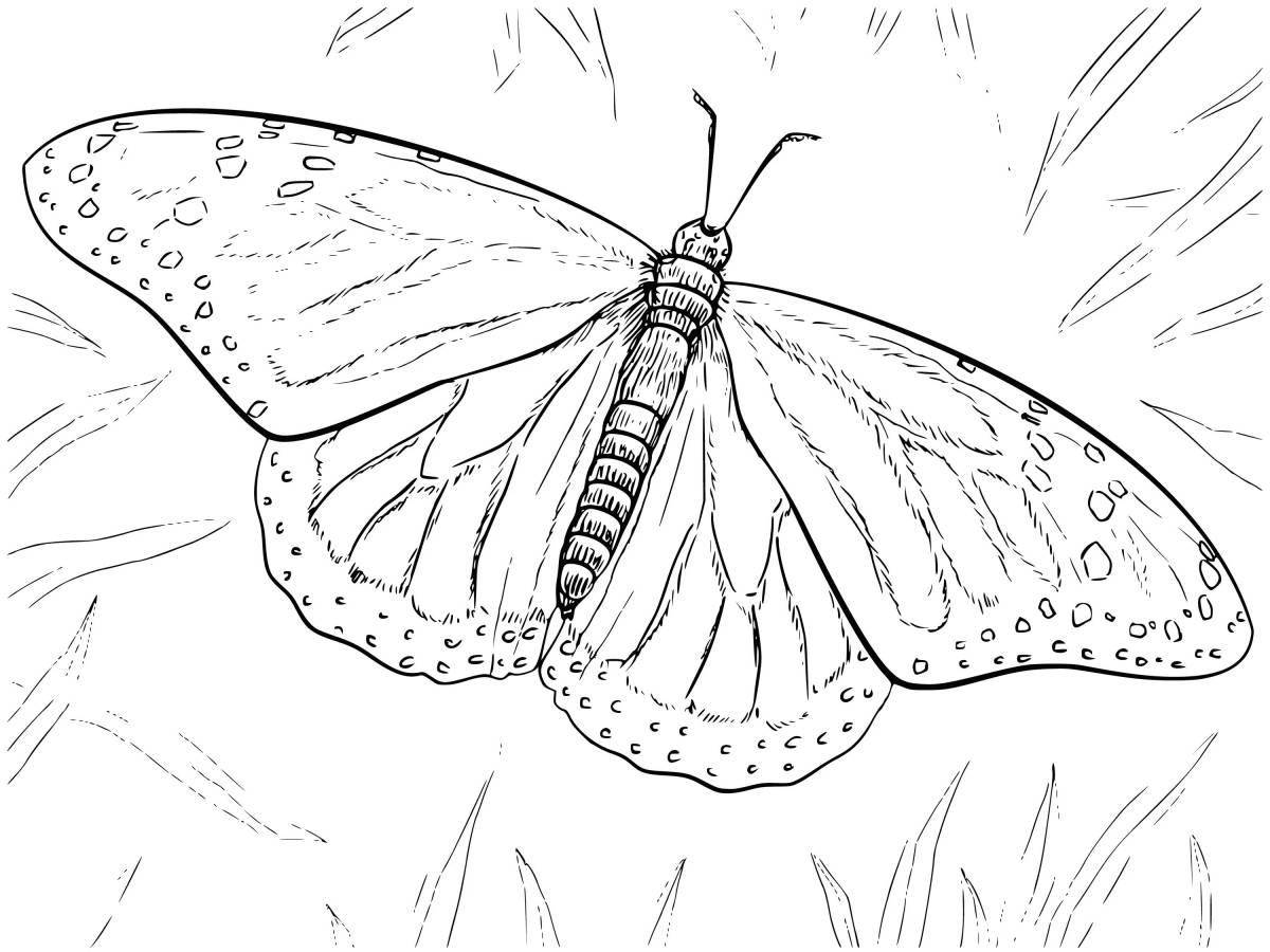 Adorable butterfly coloring book