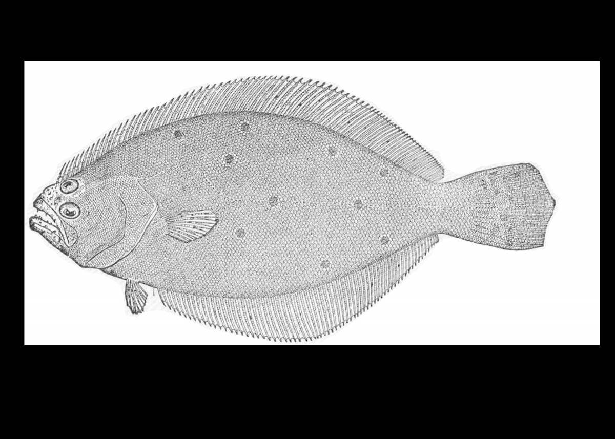 Прекрасная раскраска камбала