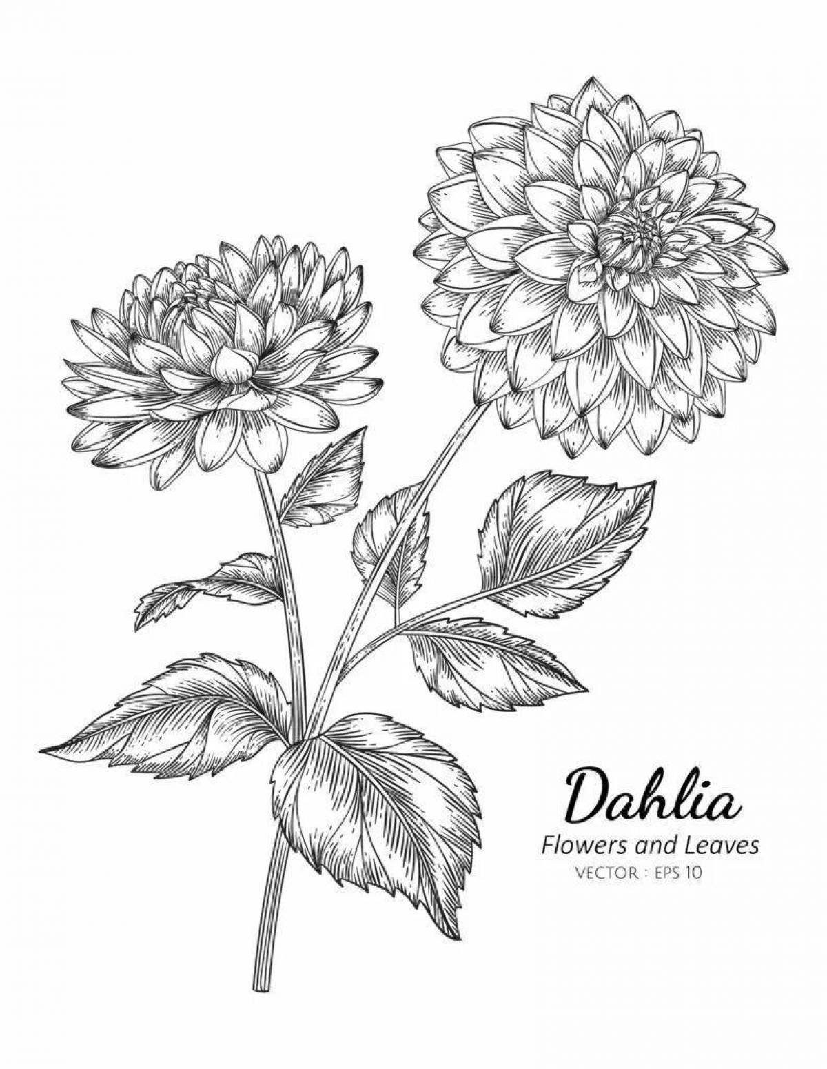 Great dahlia coloring book