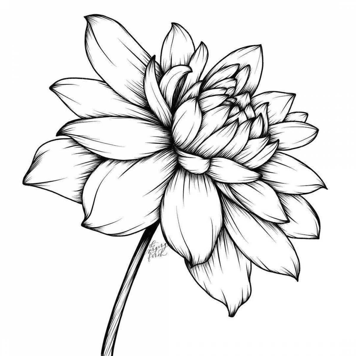 Awesome dahlia coloring book
