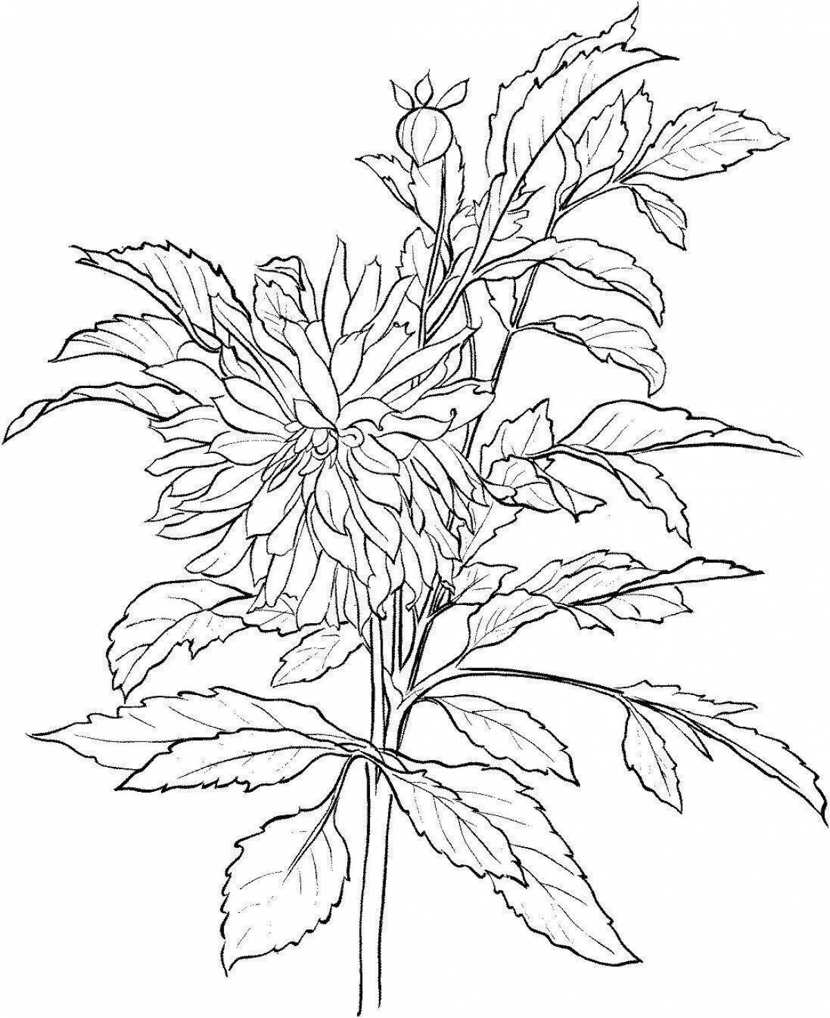 Beautiful dahlia coloring page