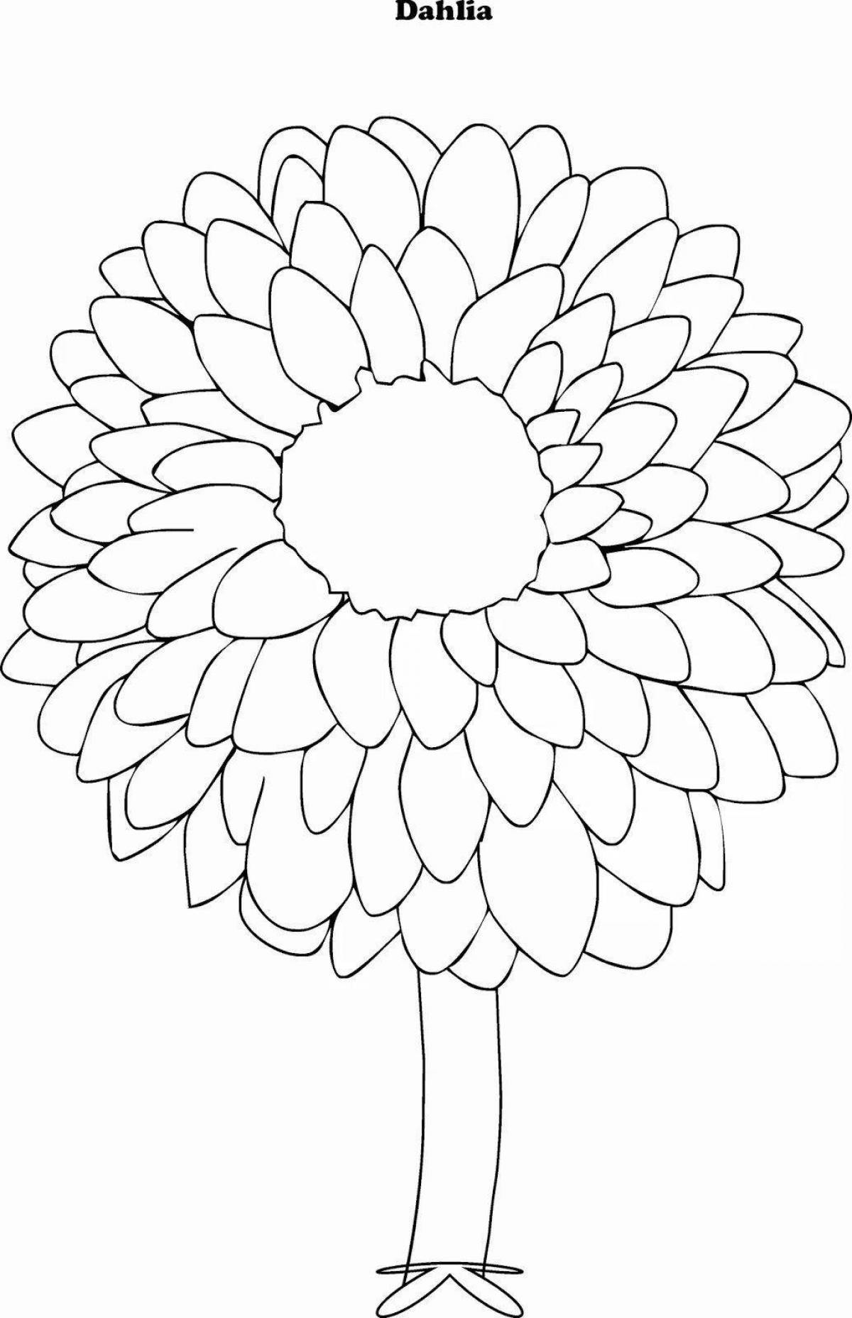 Coloring page charming dahlia