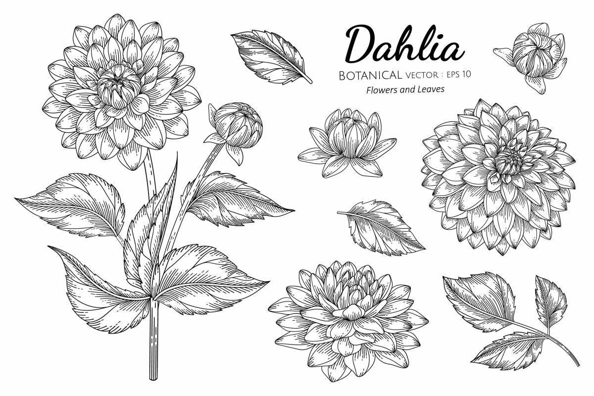 Coloring page dazzling dahlia