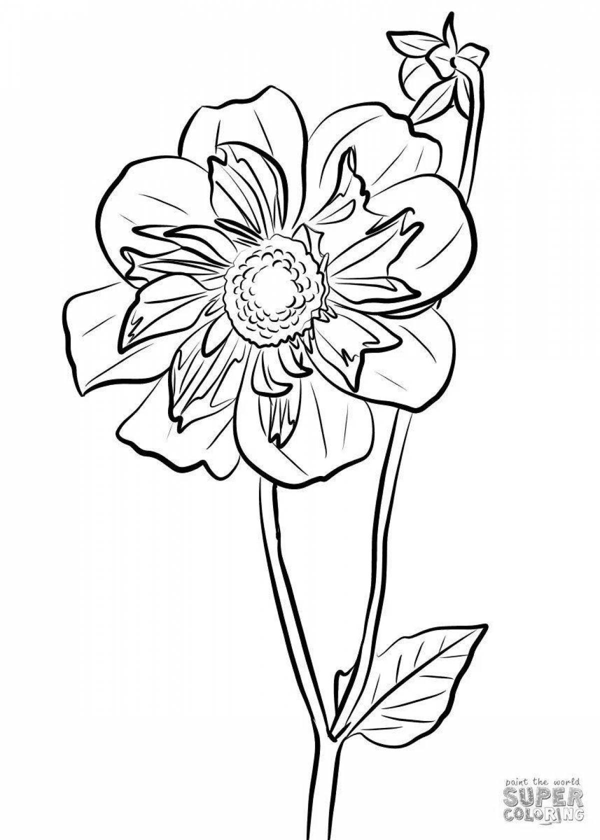 Coloring page cheerful dahlia