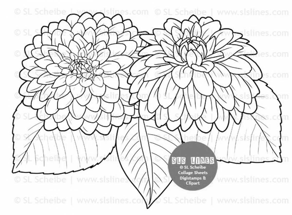 Dahlia blooming coloring page