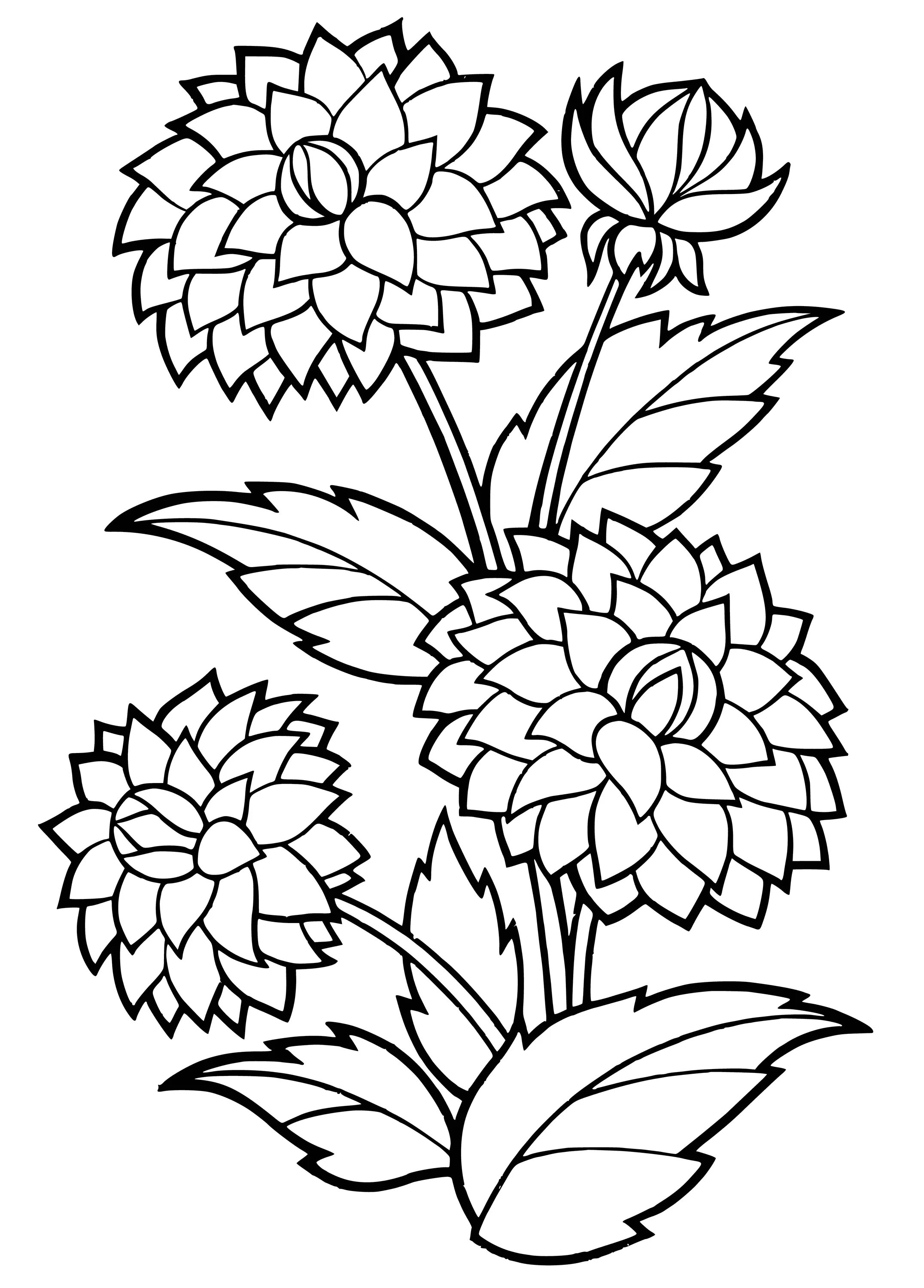 Intricate dahlia coloring page