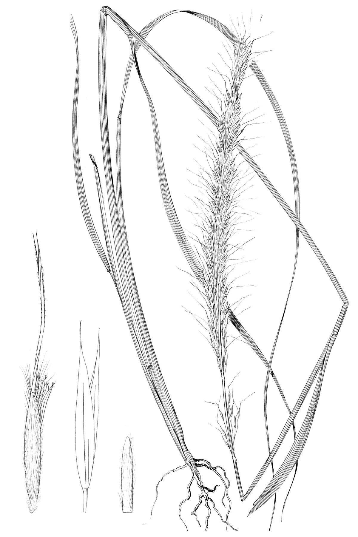 Amazing feather grass coloring page