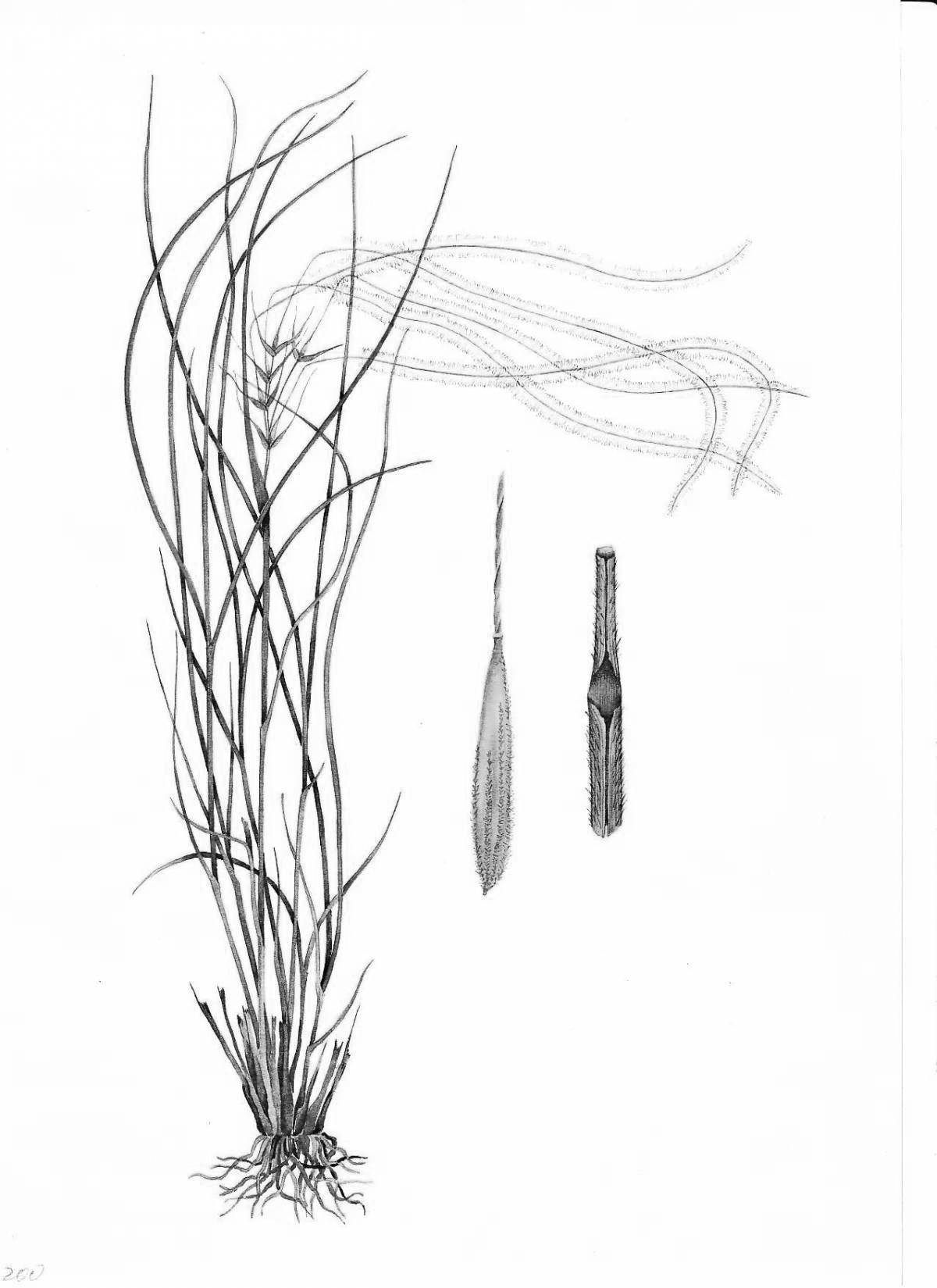 Coloring page glorious feather grass