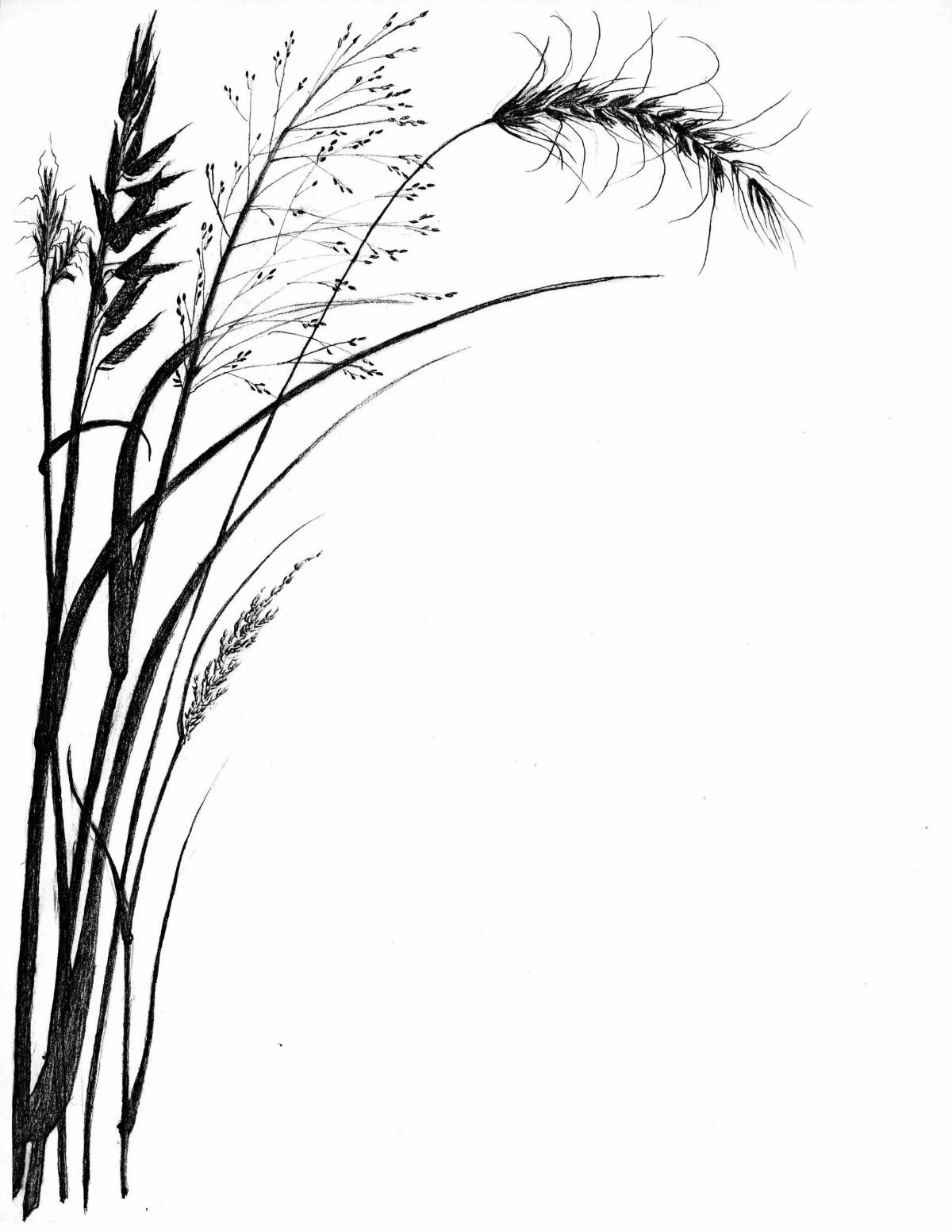 Coloring page charming feather grass