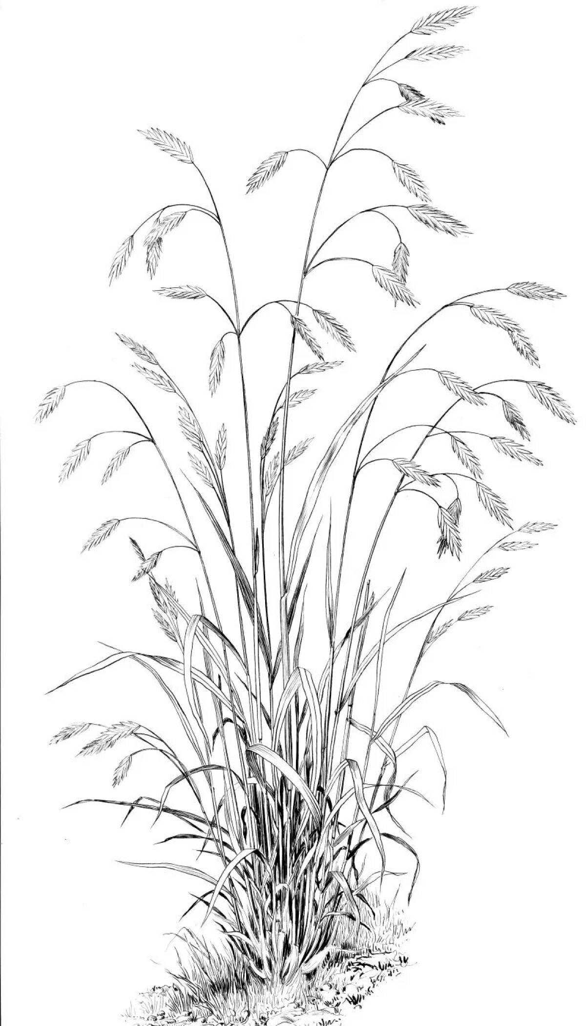 Feathergrass #1