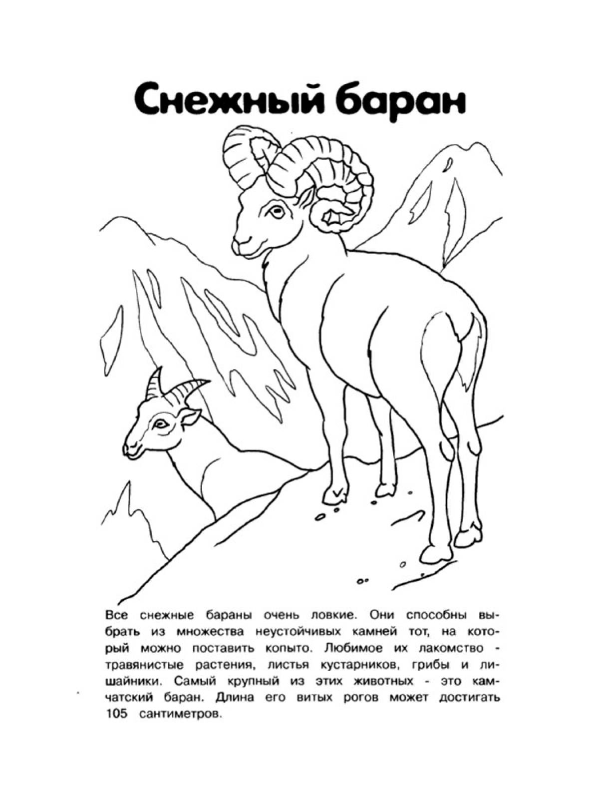 Раскраска животные красной книги России для детей