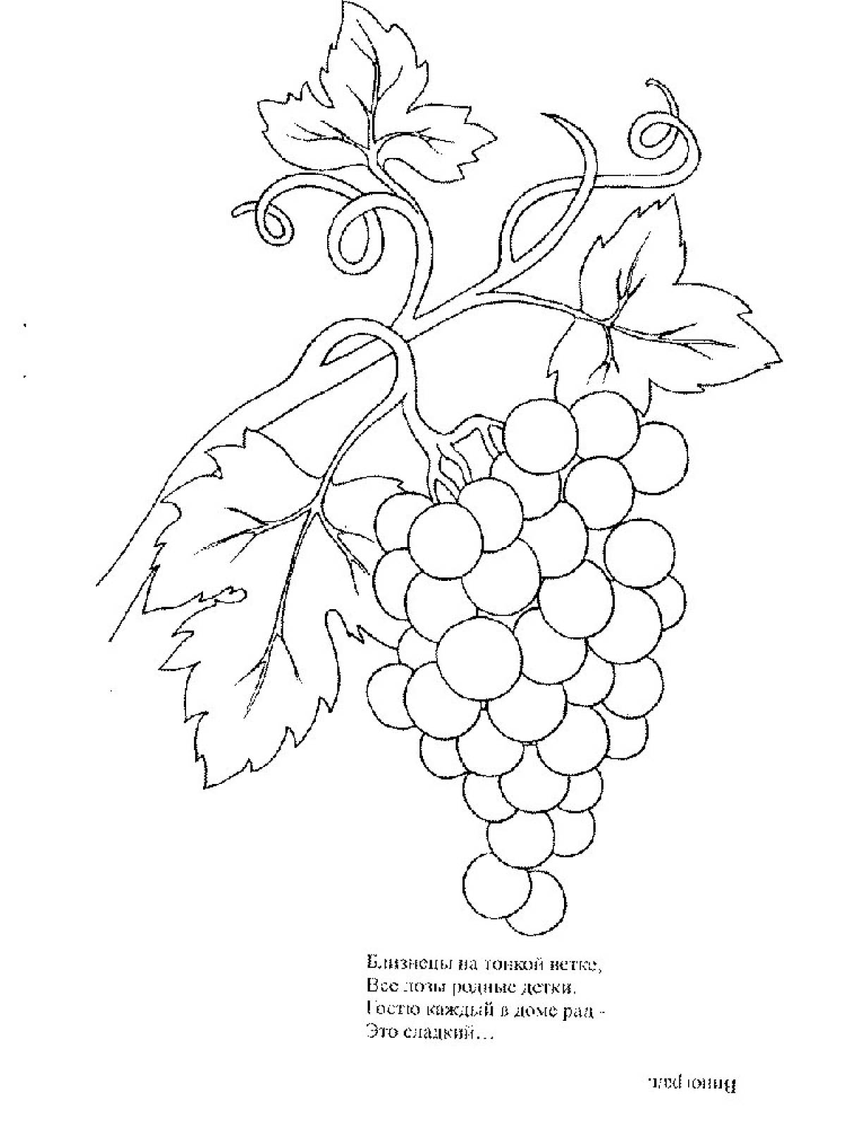 раскраска гроздь винограда для детей. виноград раскраска для детей. виноград раскраска для детей. виноград раскраска для малышей. шаблон лозы.