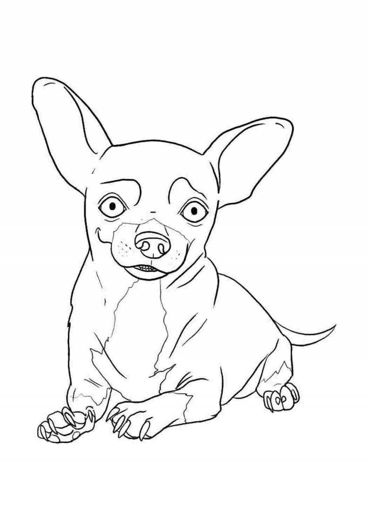 Раскраска щенок чихуахуа