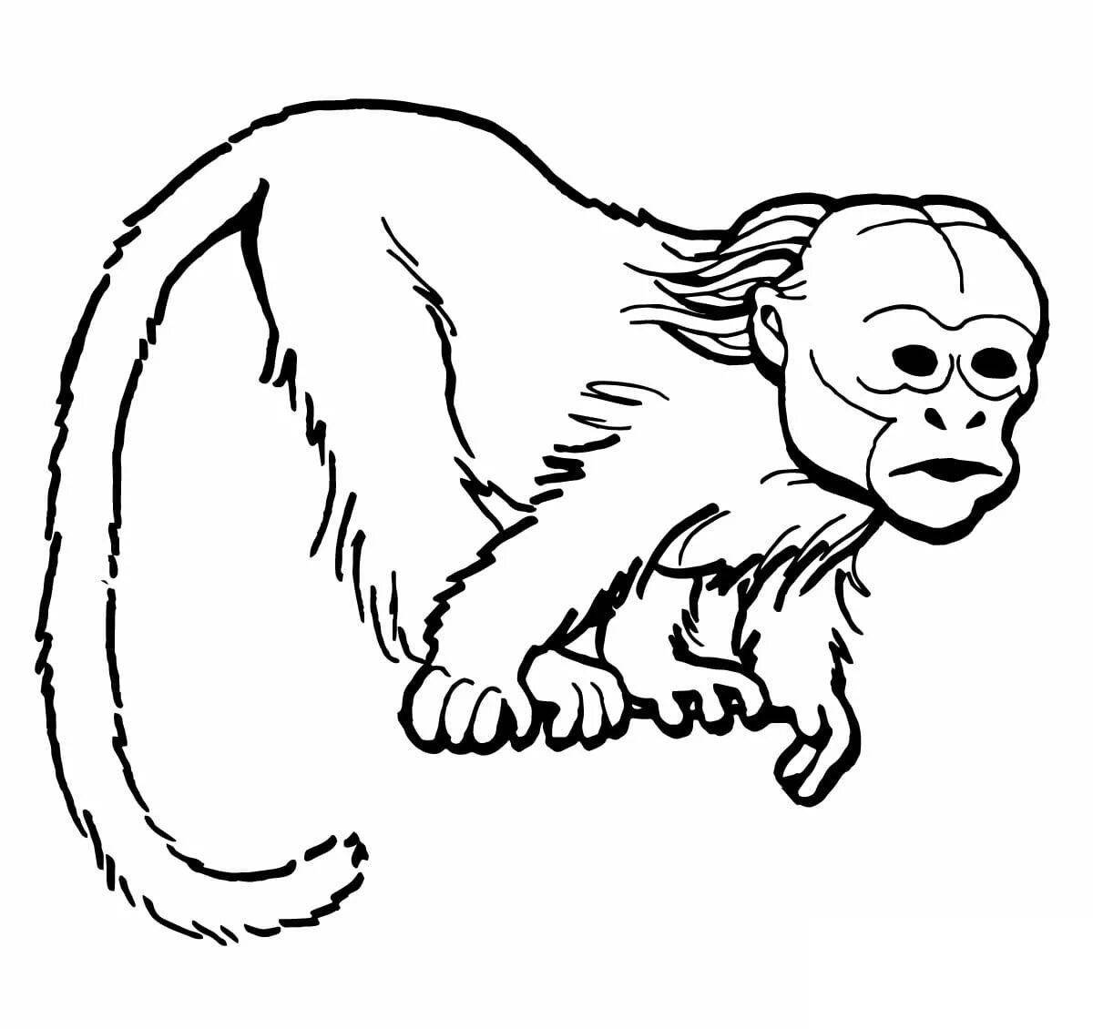 Раскраска живая обезьяна